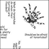 tarantula fact-finder