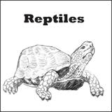 reptiles make-a-book